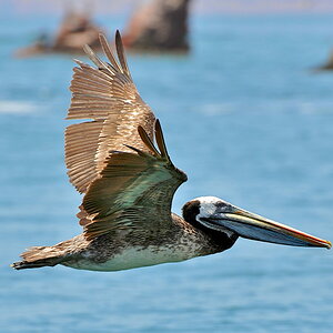 Peli Flug