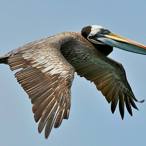 Peli 4