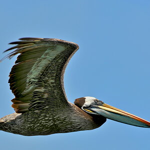Peli 5