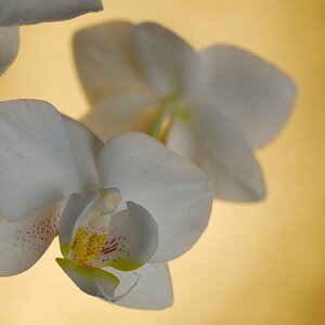 Orchidee ganz Forum