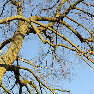Baum im.Februar