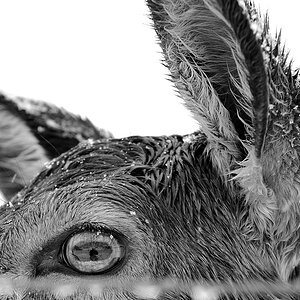 nasser Hirsch