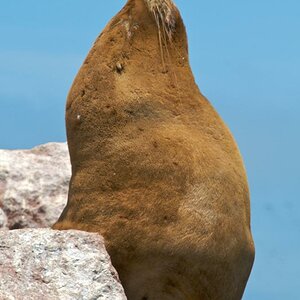 Seelöwe