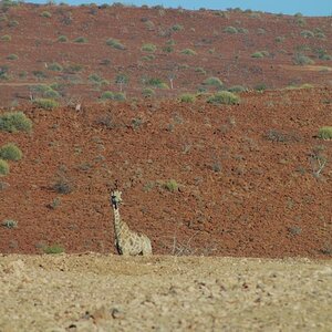 Giraffe