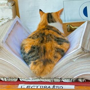 Katze