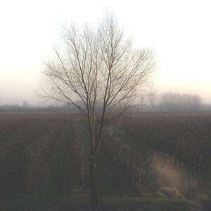 baum 0902