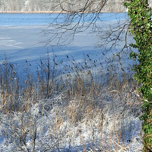 Winter -Pfaueninsel