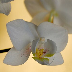 Orchidee ganz Quadrat Forum