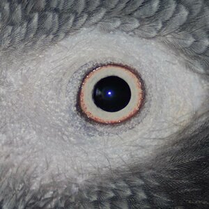 Auge Timneh Graupapagei