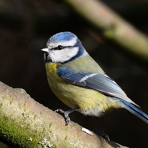 comp blau 2