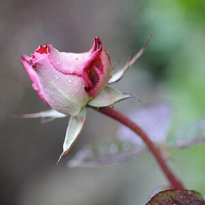 Winterrose