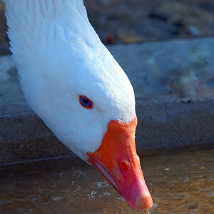 GANS
