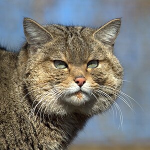 WILDKATZE