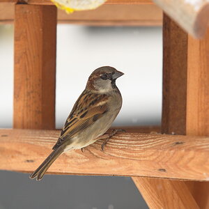 20120128 D7000 Vogelhaus DSC5219 NF