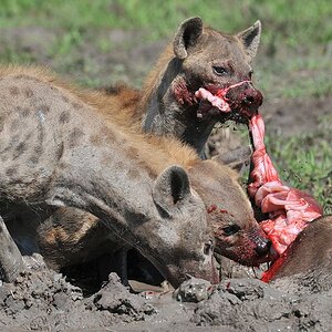 Wenig später geht die Jagd auf Büffeldarm weiter
(6920)