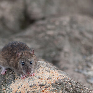 RatteDSC 4441