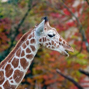 DSC0939
Tierpark im Herbst