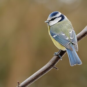 Blaumeise