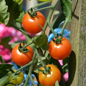 Tomaten 2011;)