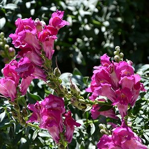 blume17