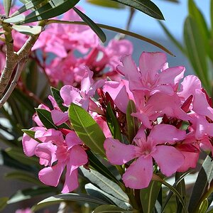 Oleander02