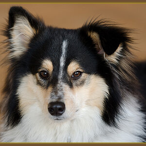 Sheltie in Eiselfing