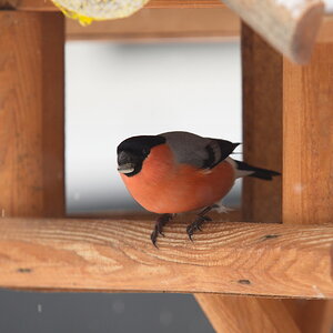 20120128 D7000 Vogelhaus DSC5153 NF