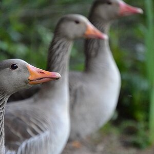 Gänse