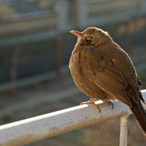 20120202 DSC 2814 Vogel 2