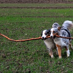 Das Wetter war zu schlecht. Vom Licht zu wenig, die Hunde zu schnell...