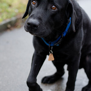 Balu