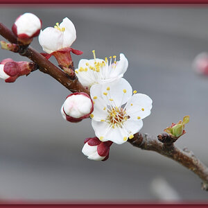 aprikosenbülte bearbeitet
Fremdbild aus Blütentread von Martin
http://www.nikon-fotografie.de/vbulletin/1748564-post718.html