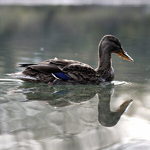 testente 11