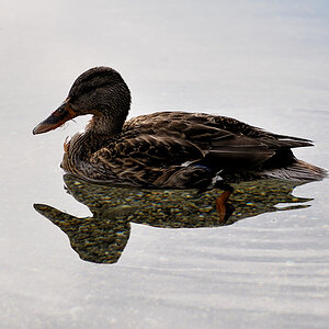 testente 12