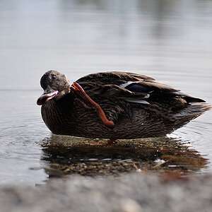 testente 13
