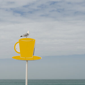 Möwe posiert in Fecamp, Normandie im Mai 2011