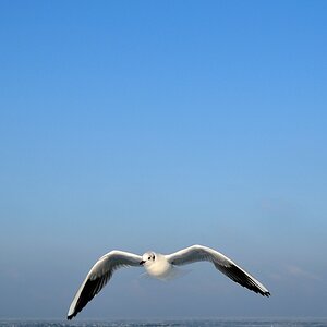 comp DSC 7079