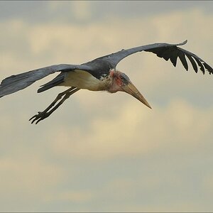 acomp Kenia 20111019 23276