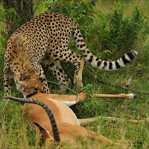 acomp Kenia 20111015 10232a