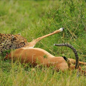 acomp Kenia 20111015 10333a