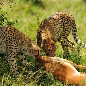 acomp Kenia 20111015 10356a