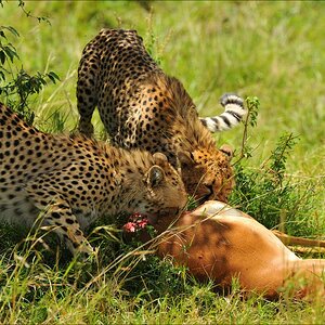 acomp Kenia 20111015 10357a