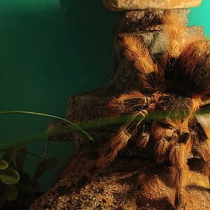 00030 18 55mm Vogelspinne grüner Strich