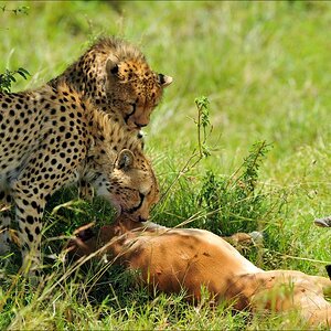 acomp Kenia 20111015 10368