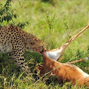 acomp Kenia 20111015 10376a
