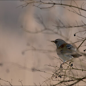 VogelDSC 4519