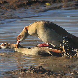 acomp Kenia 20111021 27335