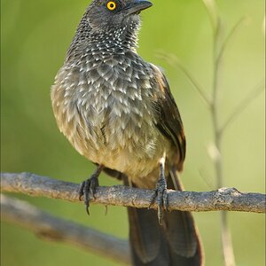 acomp Kenia 20111021 27728