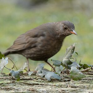 20120204 7793 [NIKON D5100] 340 mm,1 60 Sek. bei ƒ   4,0