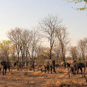 Elefanten
beim Nkwali Camp, außerhalb vom Nationalpark
sie ziehen nach Mfuwe ...
... die Mangos sind reif!
3845